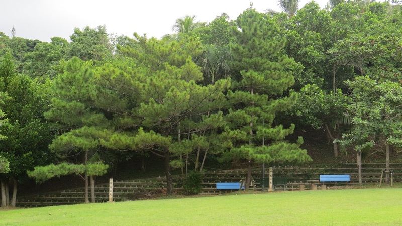 Pines of Funakoshi Gichin and his son Gigō